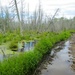Swamp Left, Trail Right by juliedduncan