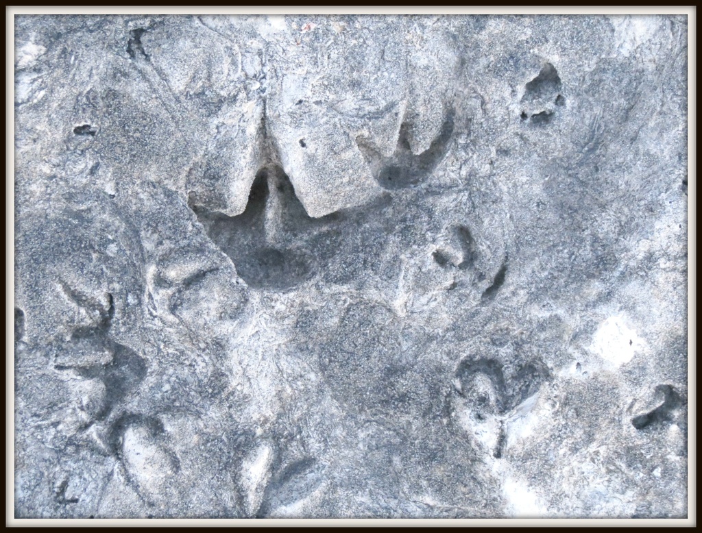 Fossils by juliedduncan