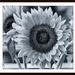 Sunflower B&W by pamknowler
