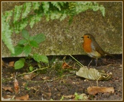 7th Aug 2013 - Nice to see robin again