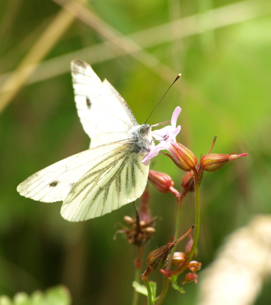 Green-veined white butterfly - 07-8 by barrowlane