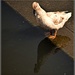 Duck Reflection by tonygig