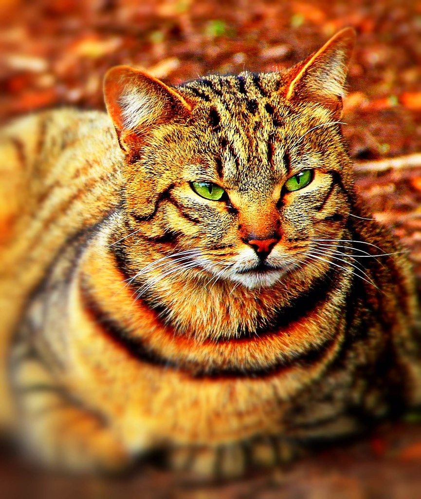 Green-Eyed Cat by sbolden