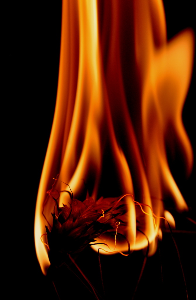 Fire..Fire..Fire by jayberg