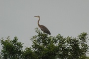 7th Aug 2013 - Great Blue Heron 