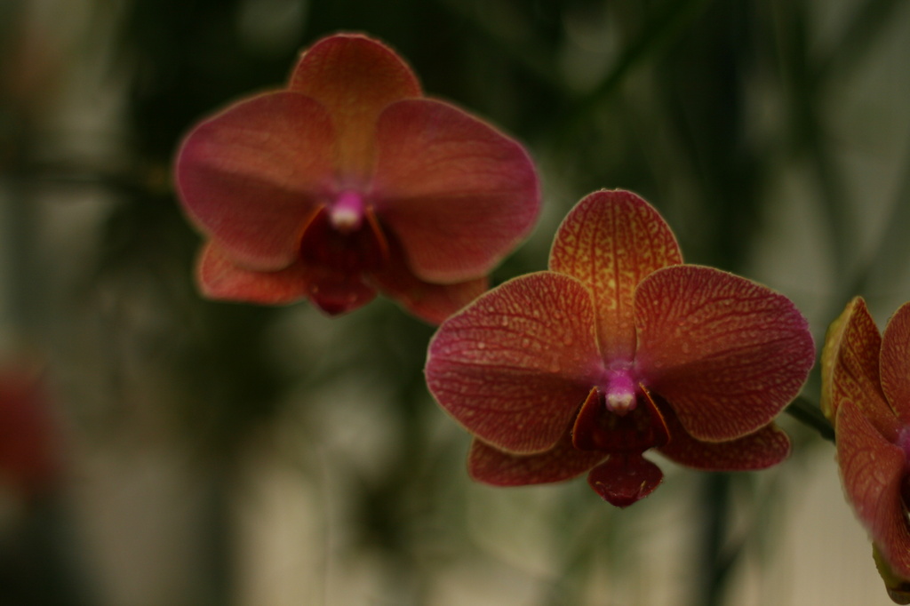 Orchids by kerristephens