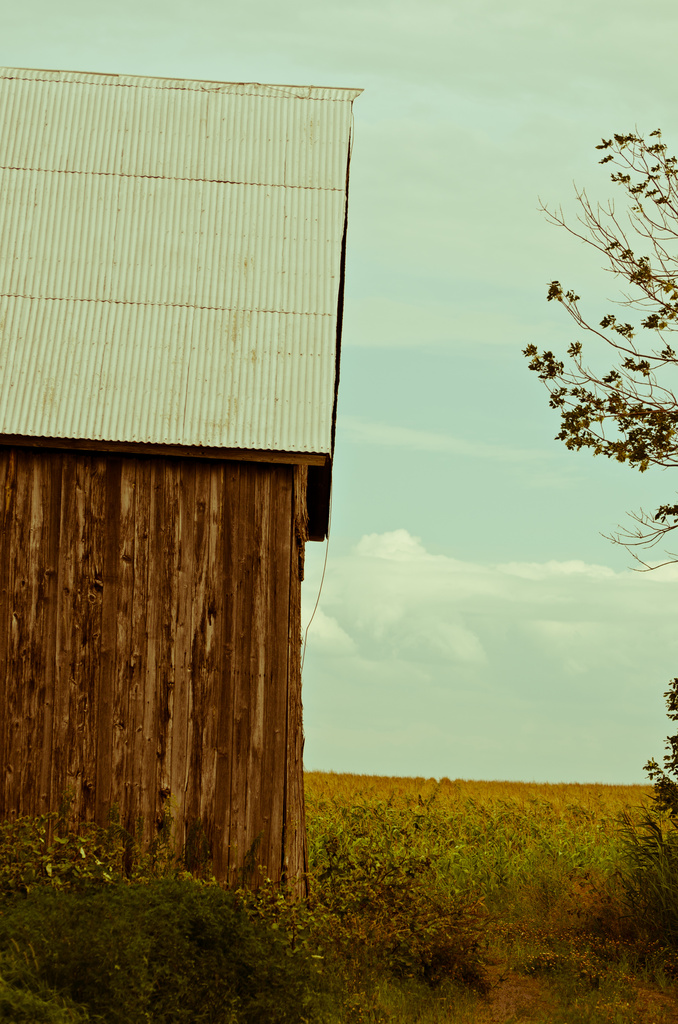 August draws me to the country.  Love the look of the old barns and the corn fields. by dora