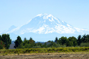 7th Aug 2013 - Mount Rainier From Mitchells