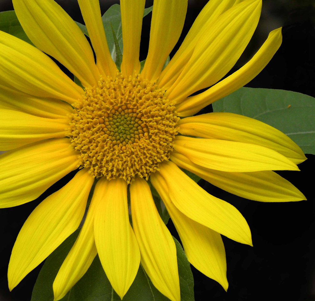 Fibonacci in Nature by sunnygreenwood