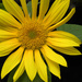 Fibonacci in Nature by sunnygreenwood
