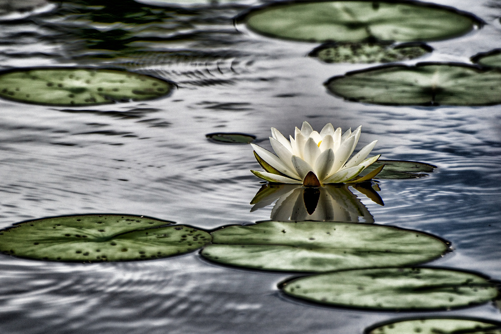 Lovely Lily Pads by taffy