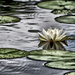Lovely Lily Pads by taffy