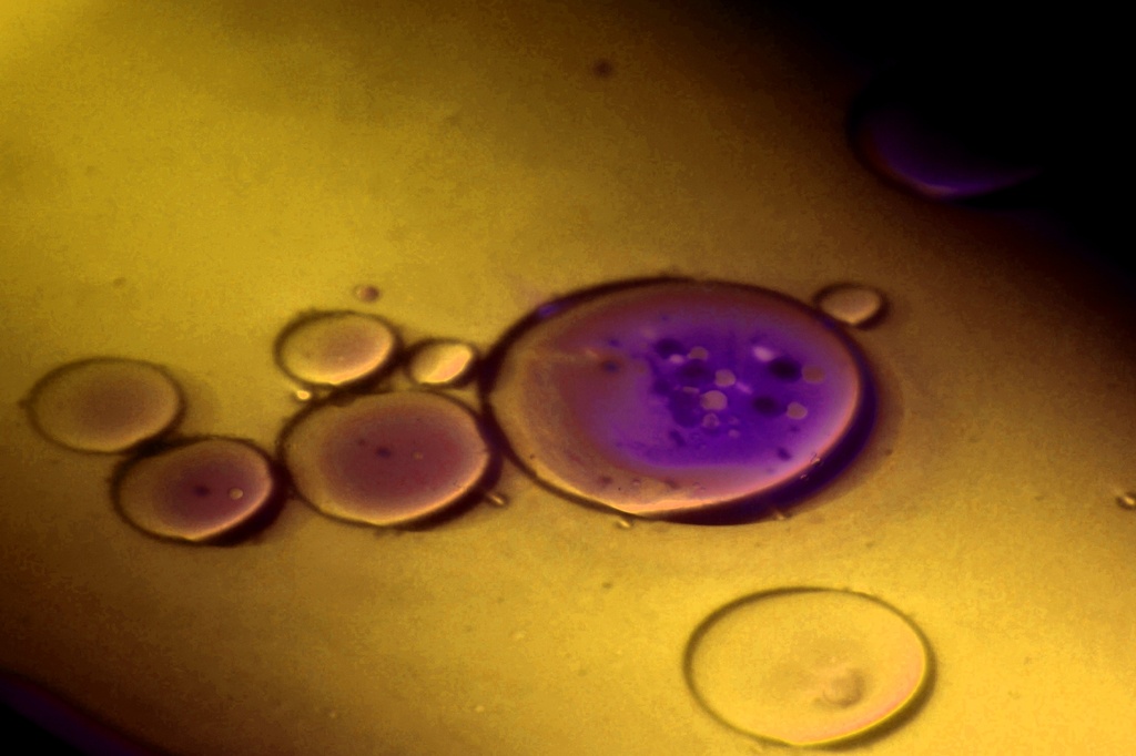 Stem Cell Burger - Stem Cells by yaorenliu