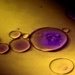 Stem Cell Burger - Stem Cells by yaorenliu