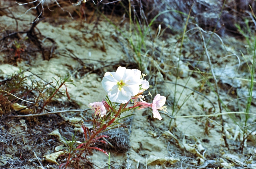 Desert primrose by peterdegraaff