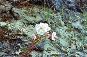 7th Aug 2013 - Desert primrose