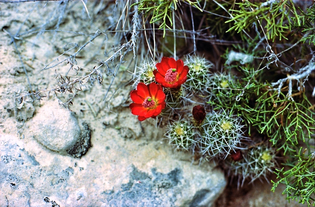 Claret cup by peterdegraaff