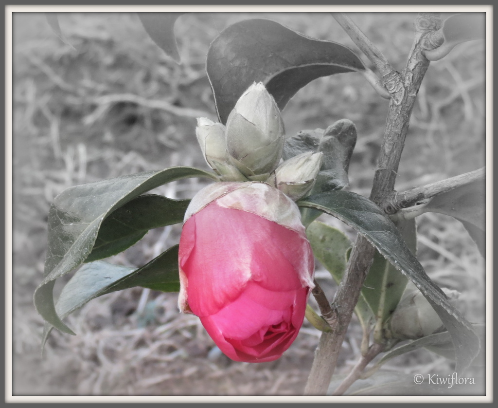 Camellia 'Anticipation' by kiwiflora