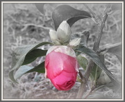 8th Aug 2013 - Camellia 'Anticipation'