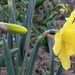 Daffodil 'King Alfred' by kiwiflora