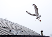 30th Jun 2013 - Brighton Gulls