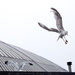 Brighton Gulls by bella_ss
