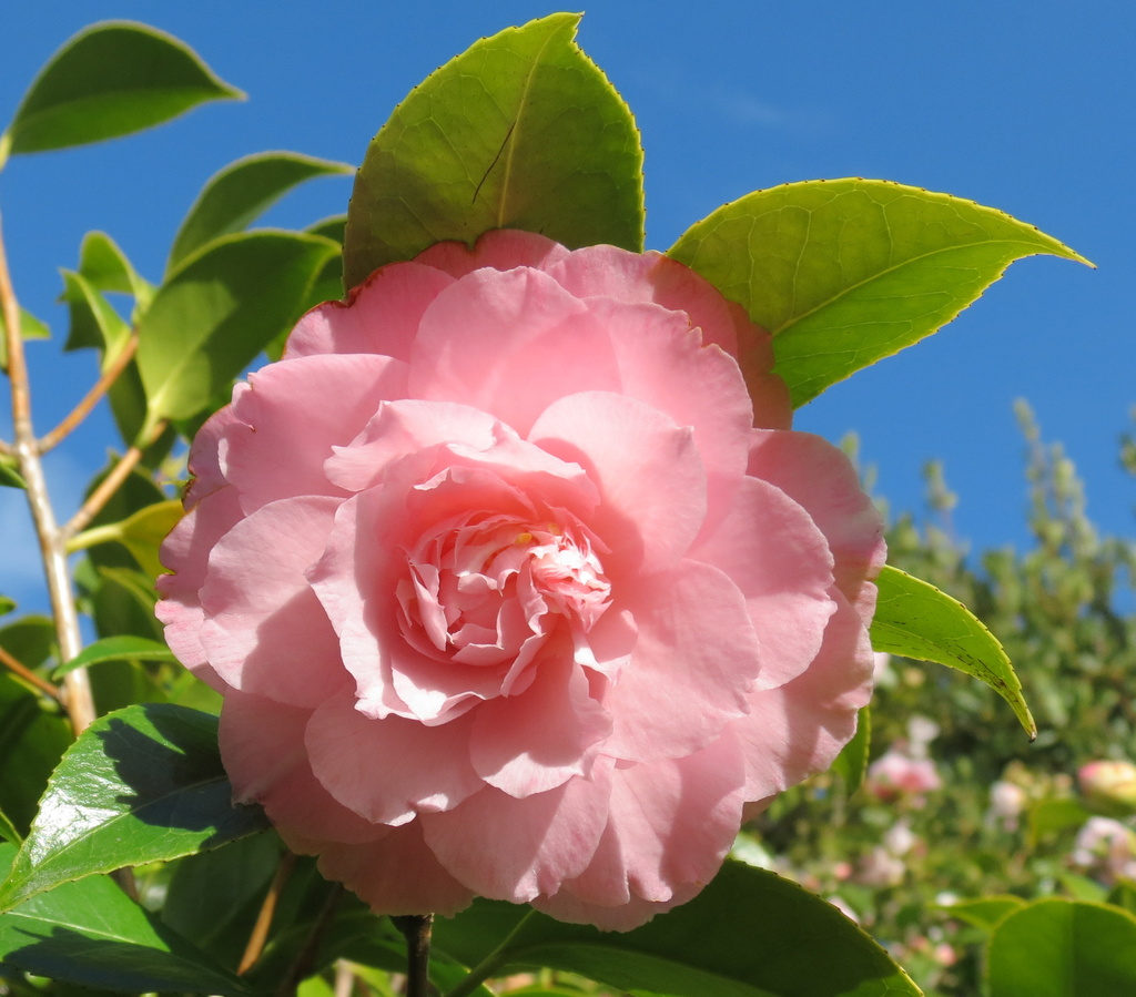 Pink Camellia by kiwiflora