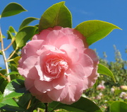 6th Aug 2013 - Pink Camellia