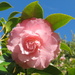 Pink Camellia by kiwiflora