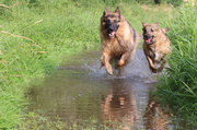 6th Aug 2013 - Doggy paddle