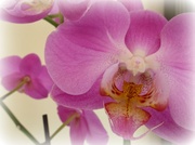 8th Aug 2013 - one more orchid.............