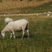Sheep - 08-8 by barrowlane