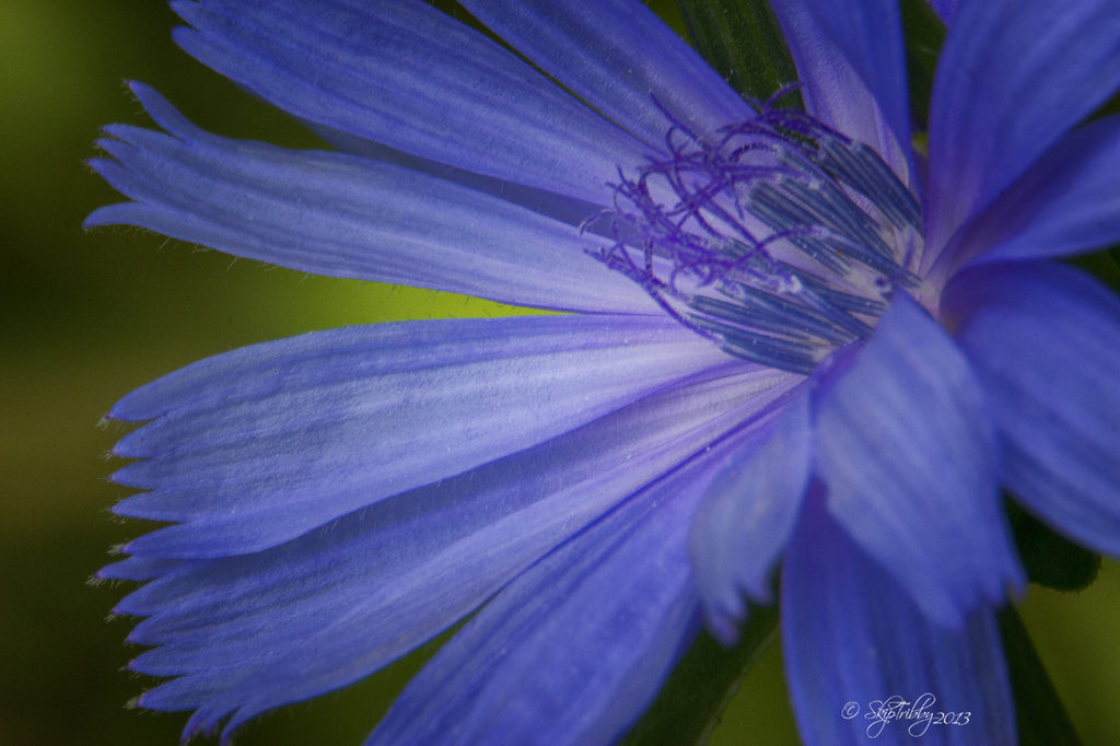 Chicory by skipt07
