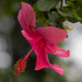 Hibiscus by rachel70