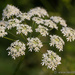 Hogweed by leonbuys83