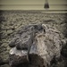 Driftwood. by gamelee