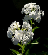 8th Aug 2013 - White flowers