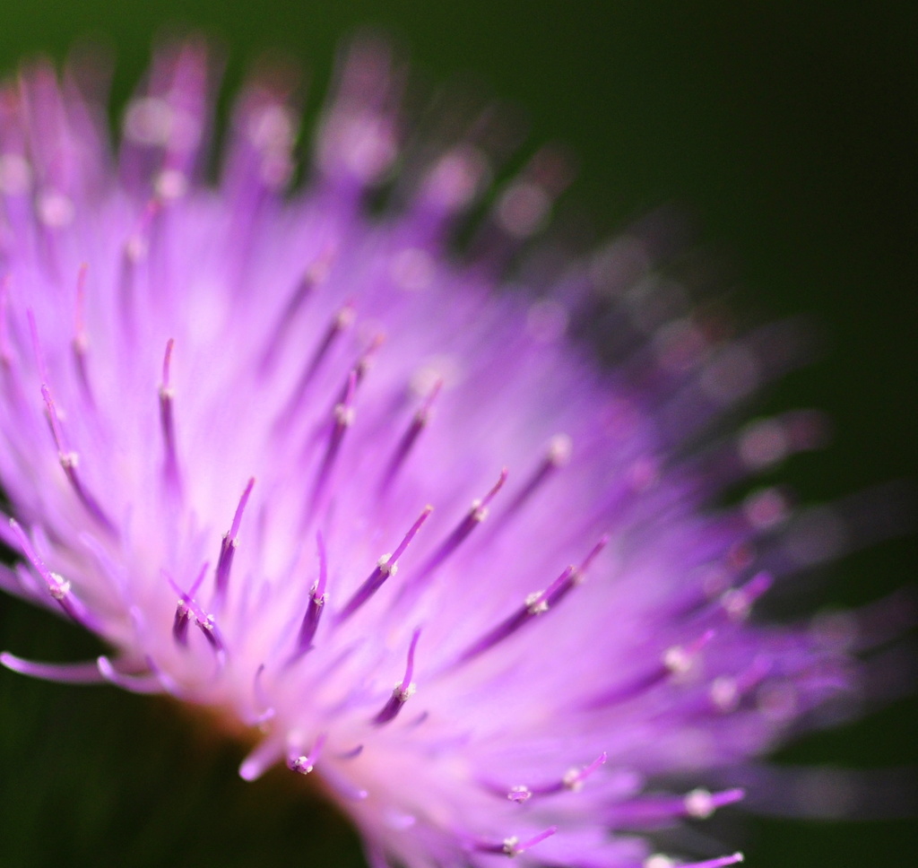 Thistle Flower by jayberg