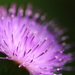 Thistle Flower by jayberg