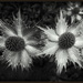 Eryngium in black and white by judithdeacon
