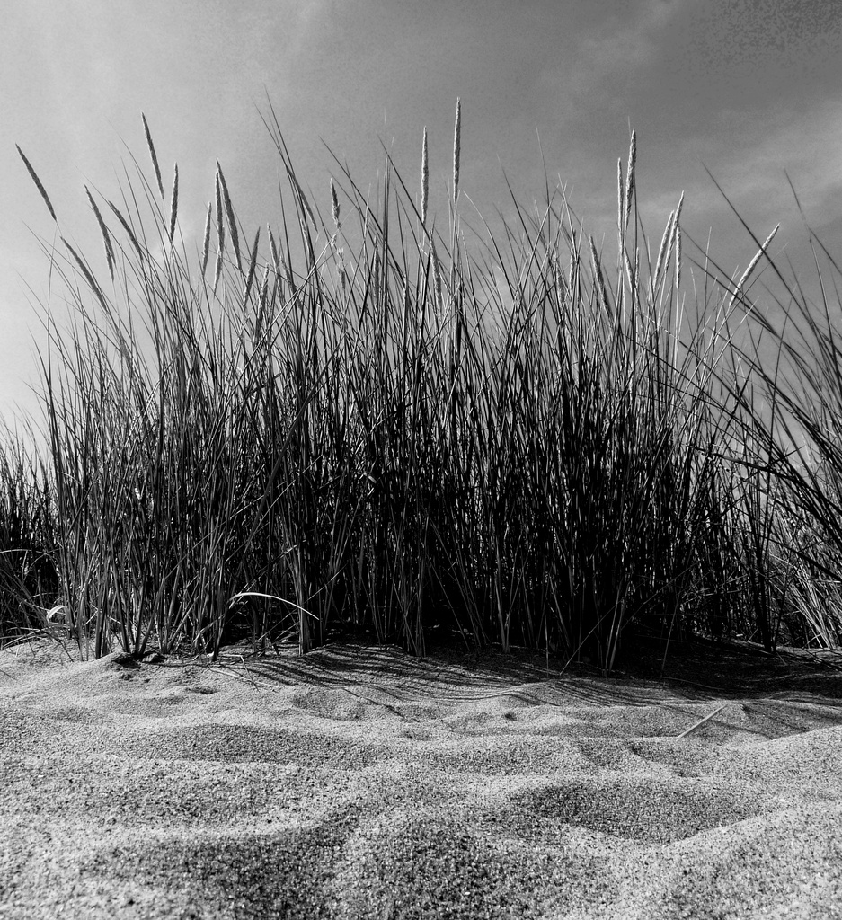 Dune Grasses by phil_howcroft