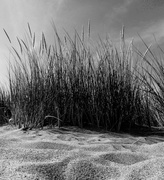 7th Aug 2013 - Dune Grasses
