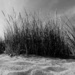Dune Grasses by phil_howcroft