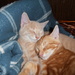 My Kittens by julie