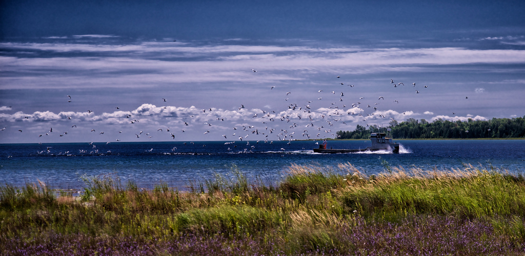 Gulls in Gull Harbor by taffy