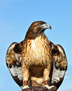 9th Aug 2013 - Red-Tailed Hawk 