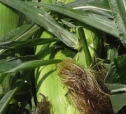 7th Aug 2013 - corn