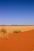30th Aug 2010 - The red sand of the Kalahari