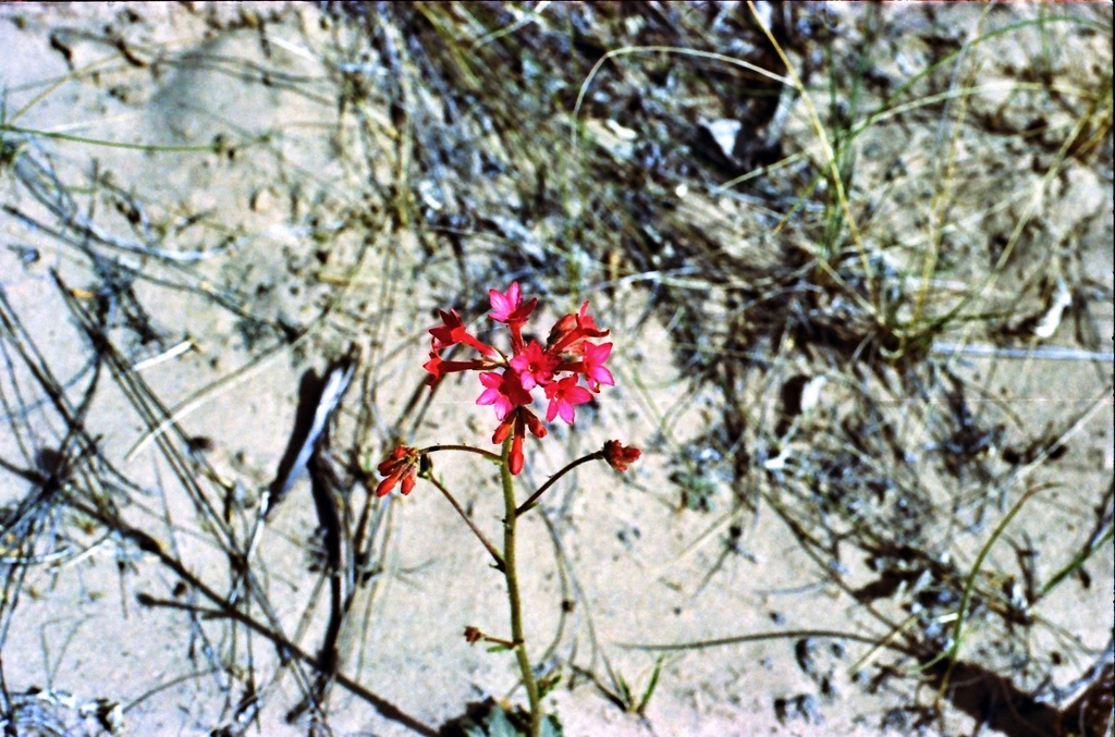 Red penstemon flowers by peterdegraaff