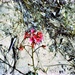 Red penstemon flowers by peterdegraaff
